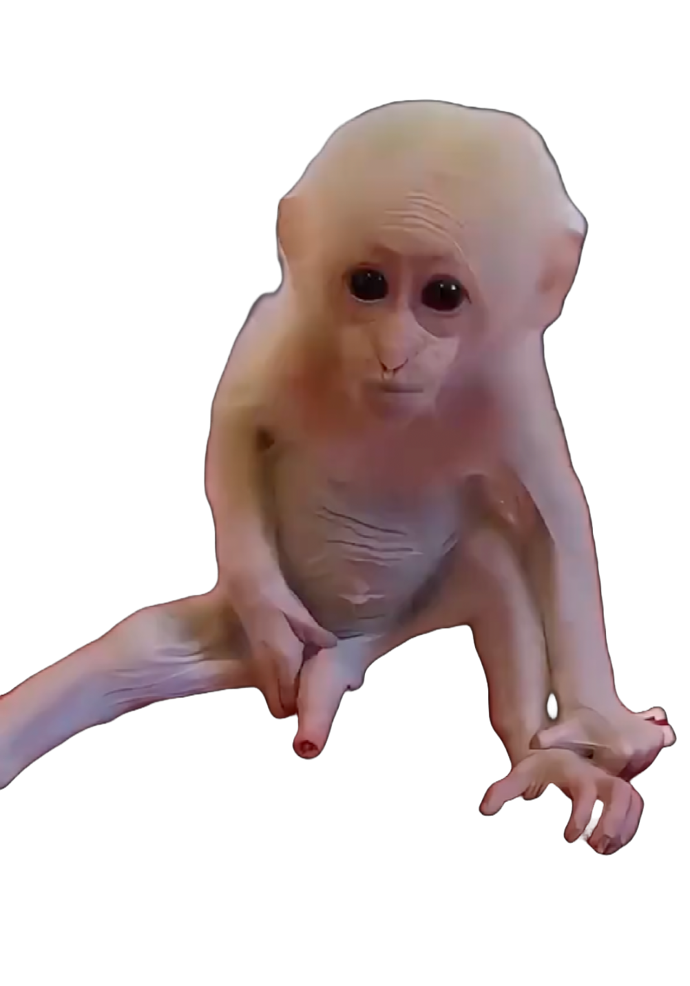 Monkey Frame
